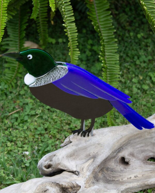 Tui the NZ Songbird