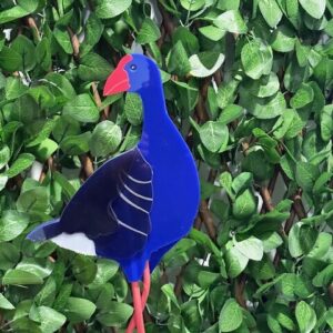 Playful Pūkeko