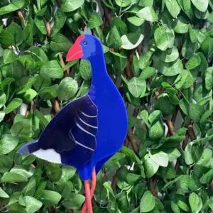 Playful Pūkeko